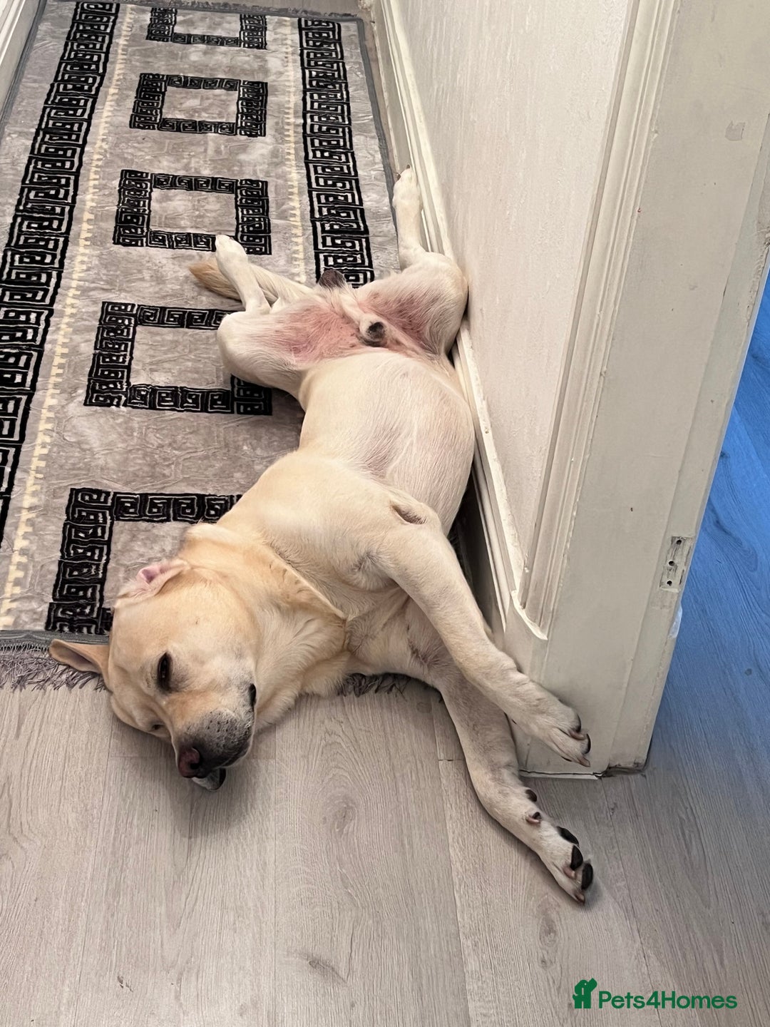 Labrador Retriever dogs for sale: Hugo - 5 - Advert 6