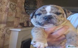 Mixed Breed dogs for sale: Staffy cross bulldog puppy - Image 1