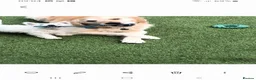 West Highland Terrier dogs for sale: Annie - Advert 5