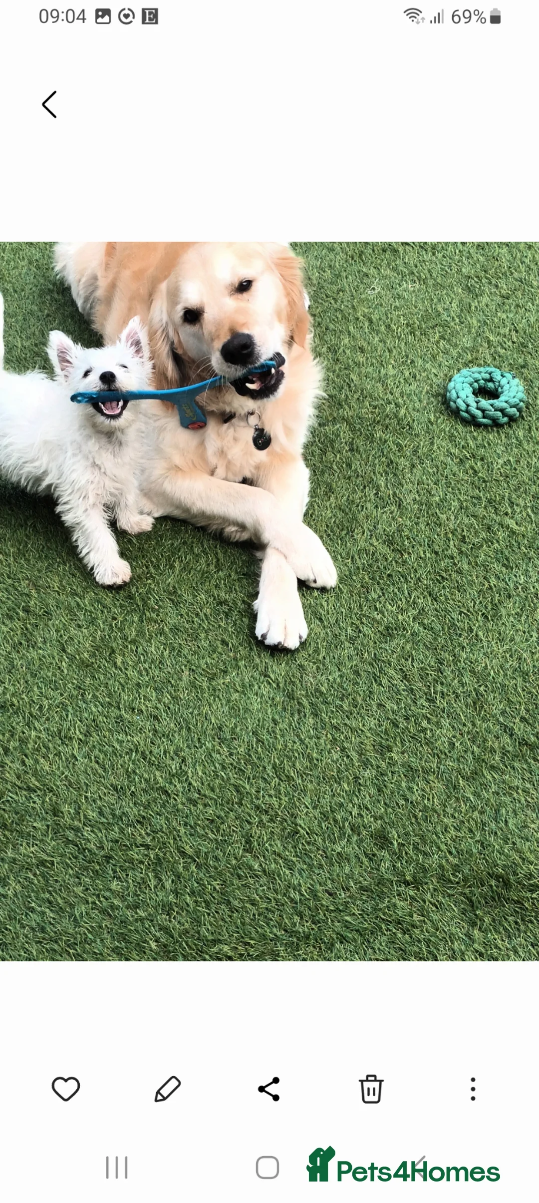 West Highland Terrier dogs for sale: Annie - Advert 5