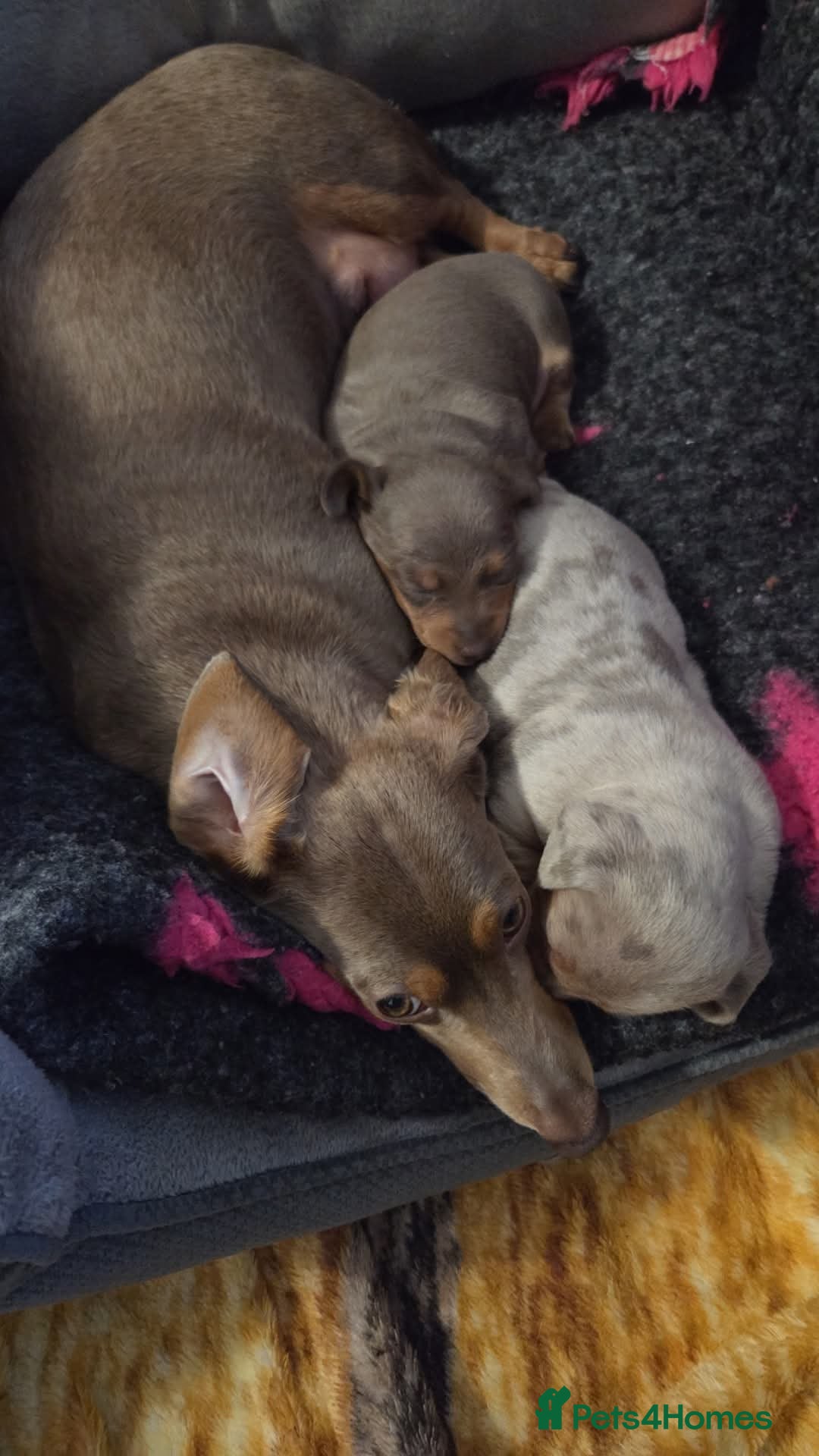 Dachshund dogs for sale: Beautiful isobella dapple girl - Advert 1