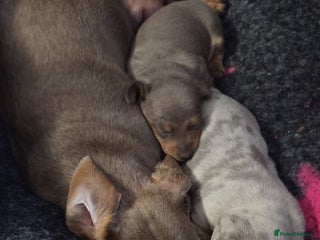 Dachshund dogs Beautiful isobella dapple girl - Advert 1