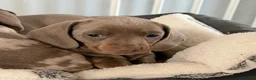 Miniature Dachshund dogs for sale: Miniature dachshund puppies  in Oxford - Advert 2