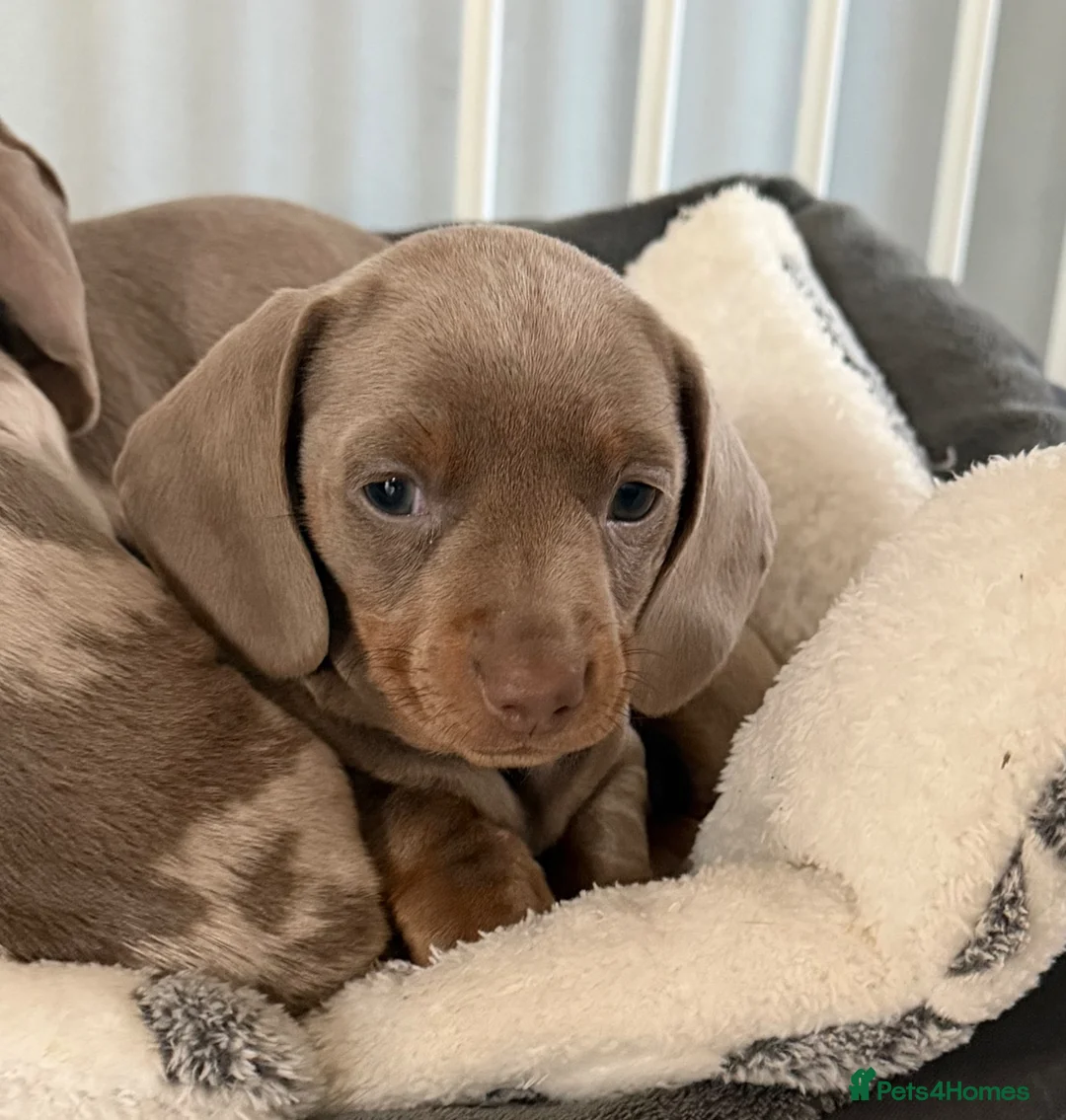 Miniature Dachshund dogs for sale: Miniature dachshund puppies  in Oxford - Advert 2