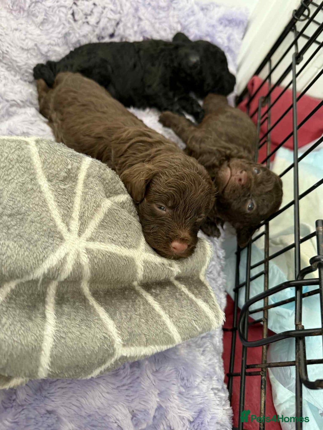 Cockapoo dogs for sale: Cockapoo  - Image 10