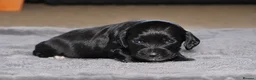 Cocker Spaniel dogs for sale: 🐾 Beautiful Cocker Spaniel Puppies 🐾 in Bradford - Advert 8