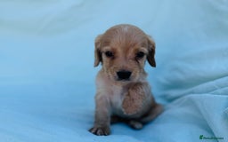 Cocker Spaniel dogs for sale: Beautiful cocker spaniels puppies for sale - Image 22