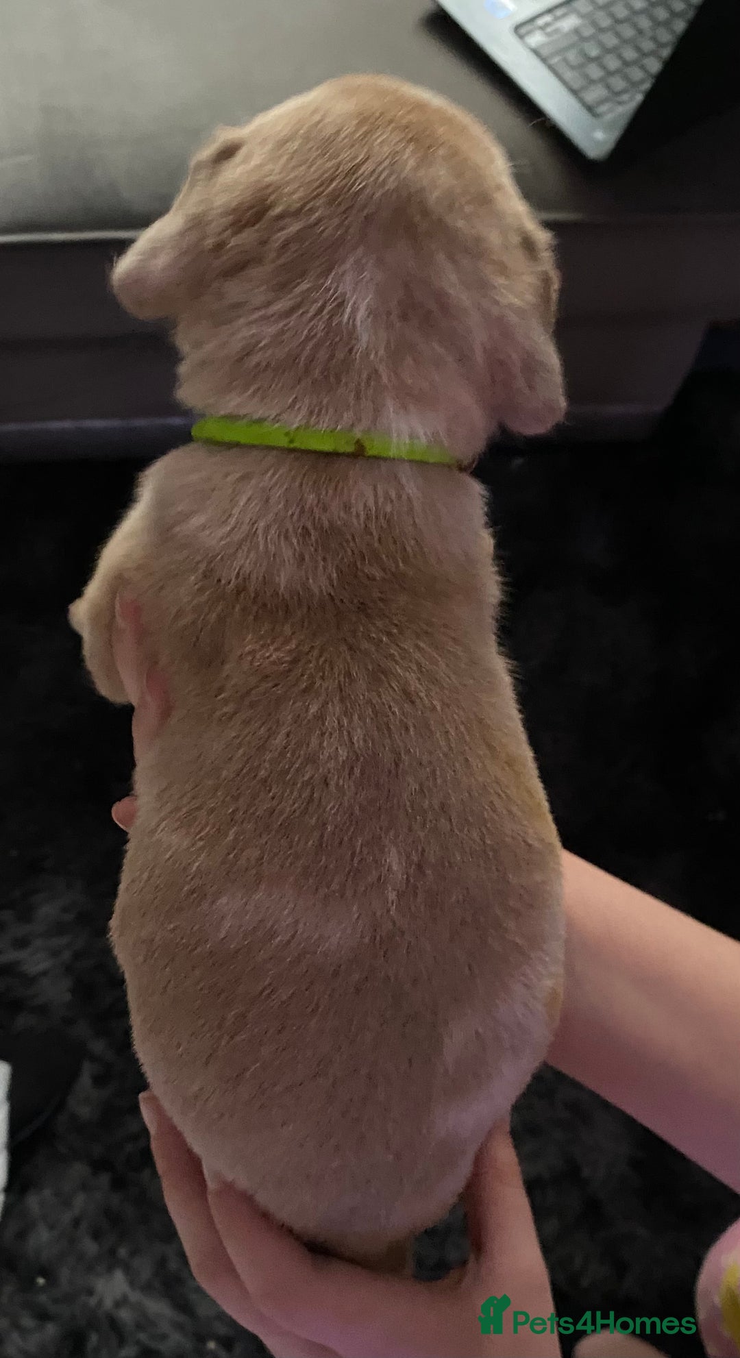 Mixed Breed dogs for sale: Cane corso x  - Image 23
