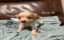 Cocker Spaniel dogs for sale: Cocker spaniel puppies  - Image 9