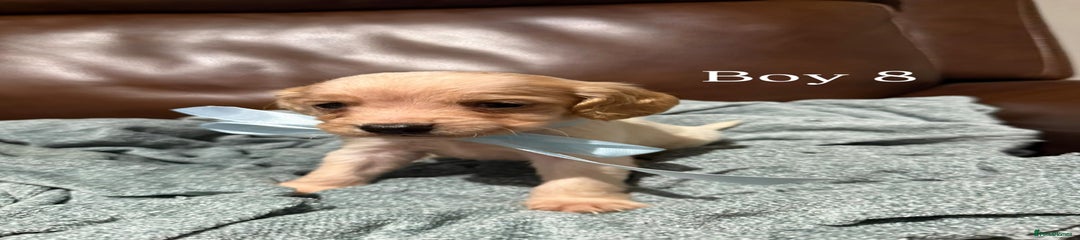 Cocker Spaniel Puppy 8