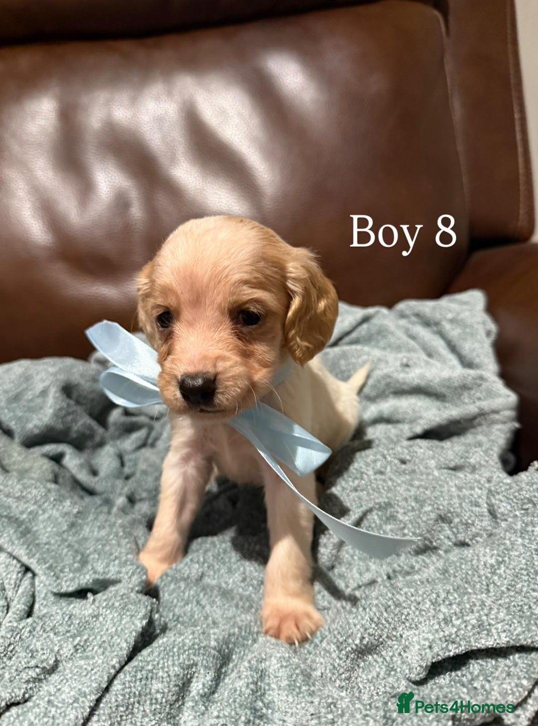 Cocker Spaniel dogs for sale: Cocker spaniel puppies  - Image 9