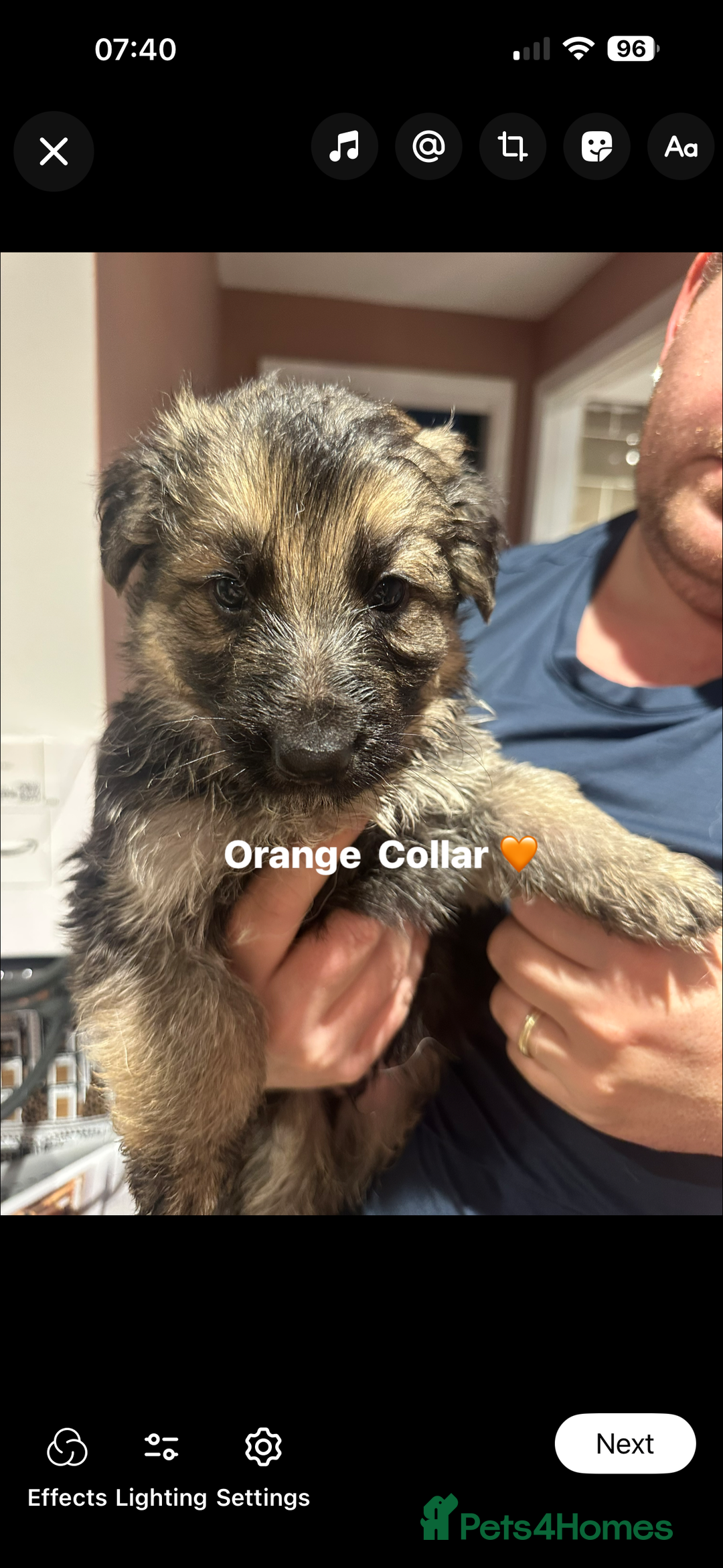 German Shepherd dogs for sale: German Shepherd puppies *Open to sensible offers* - Advert 31