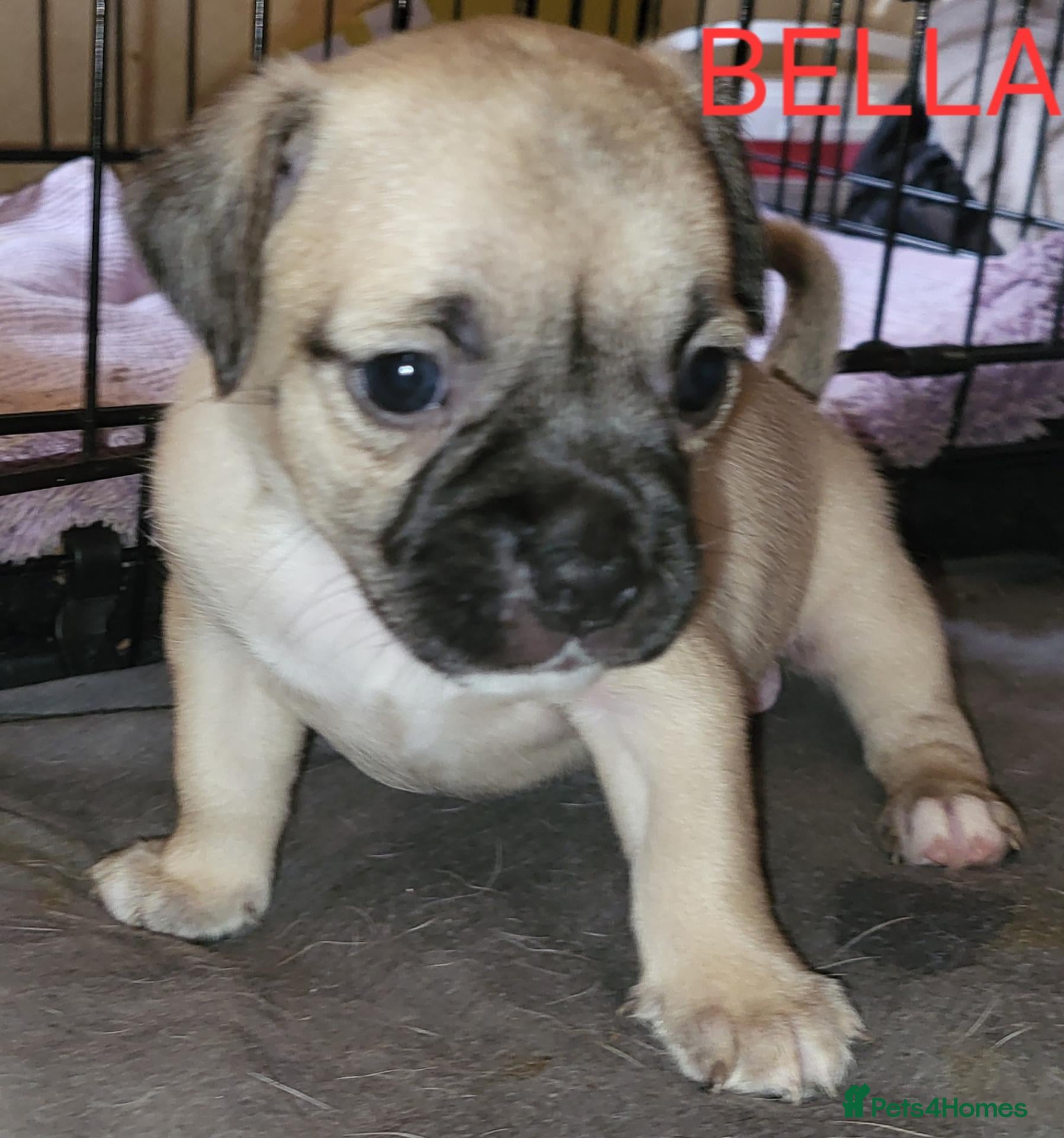 Jug dogs Gorgeous Jug Puppies Only 2 Left!! - Advert 12
