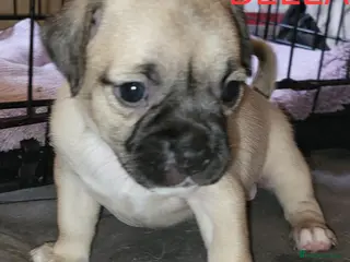 Jug dogs Gorgeous Jug Puppies Only 2 Left!! - Advert 12