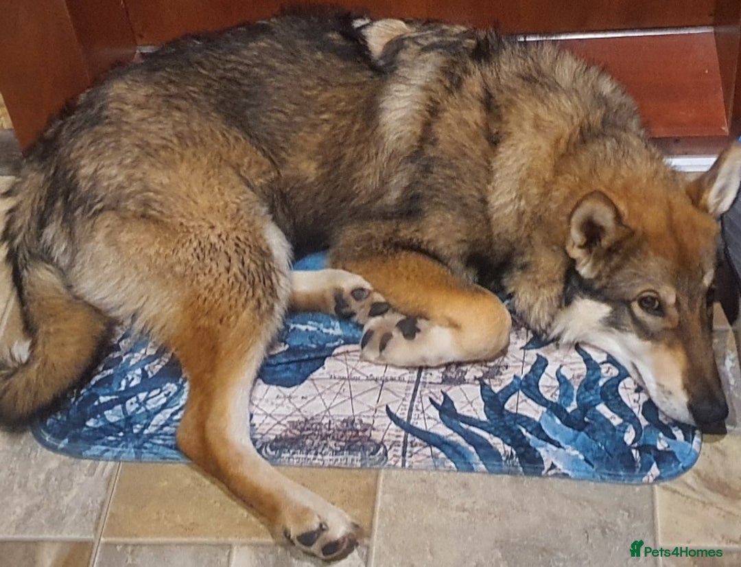 Saarloos Wolfdog dogs for sale: WEST SIBERIAN LAIKA TRAINED IMPORTED VIDEOS - Image 4