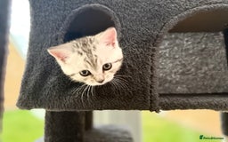British Shorthair cats for sale: GCCF BSH Chinchilla Rare, Beautiful Kittens - Image 40