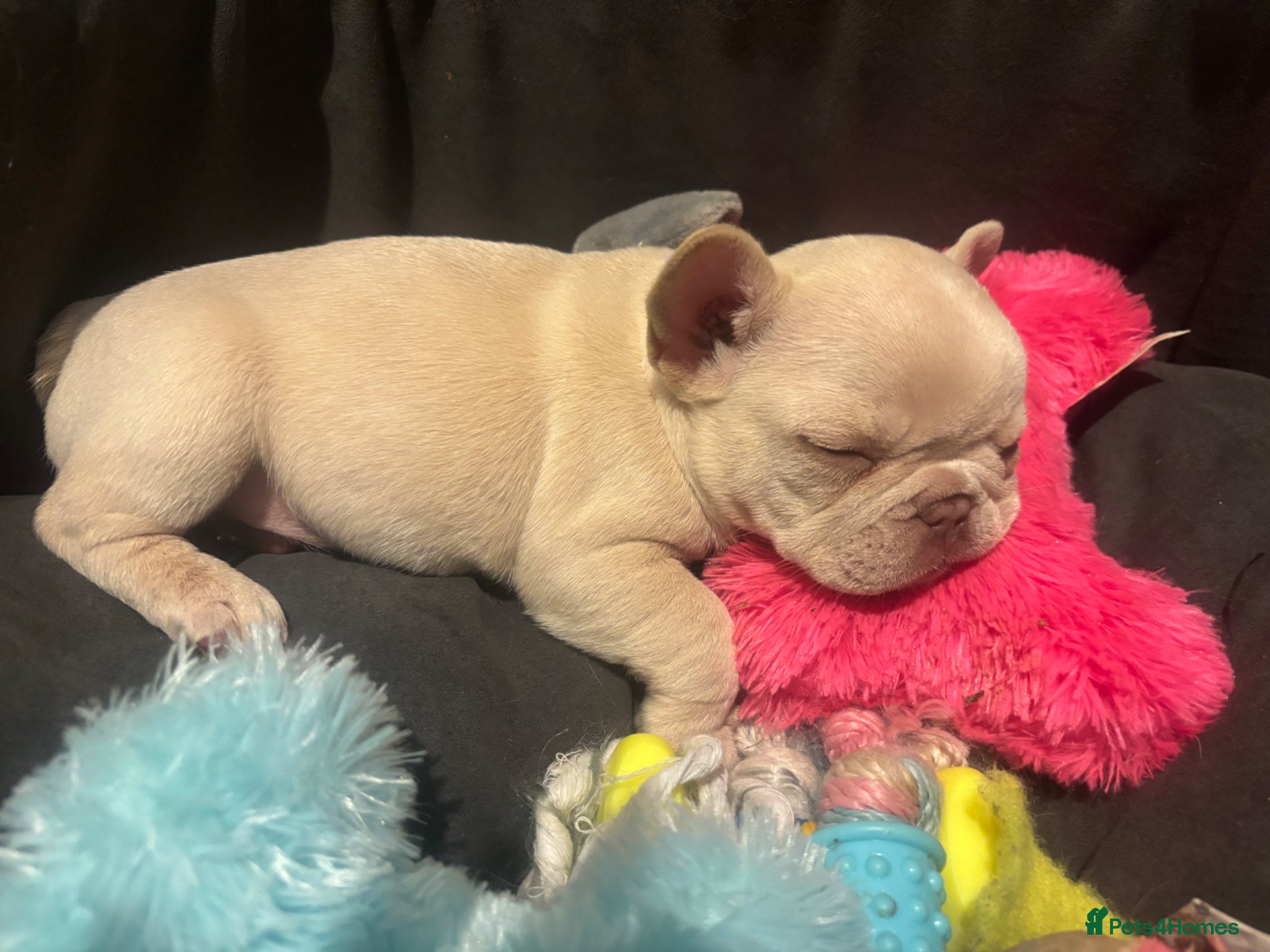 French Bulldog dogs 3 white adorable French bulldog puppies - Advert 15
