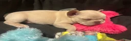 French Bulldog dogs for sale: 3 white adorable French bulldog puppies - Advert 1