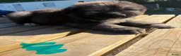 Caucasian Shepherd Dog dogs for sale: 3 stunning Caucasian shepherd pups 1 girl 2 male - Advert 7