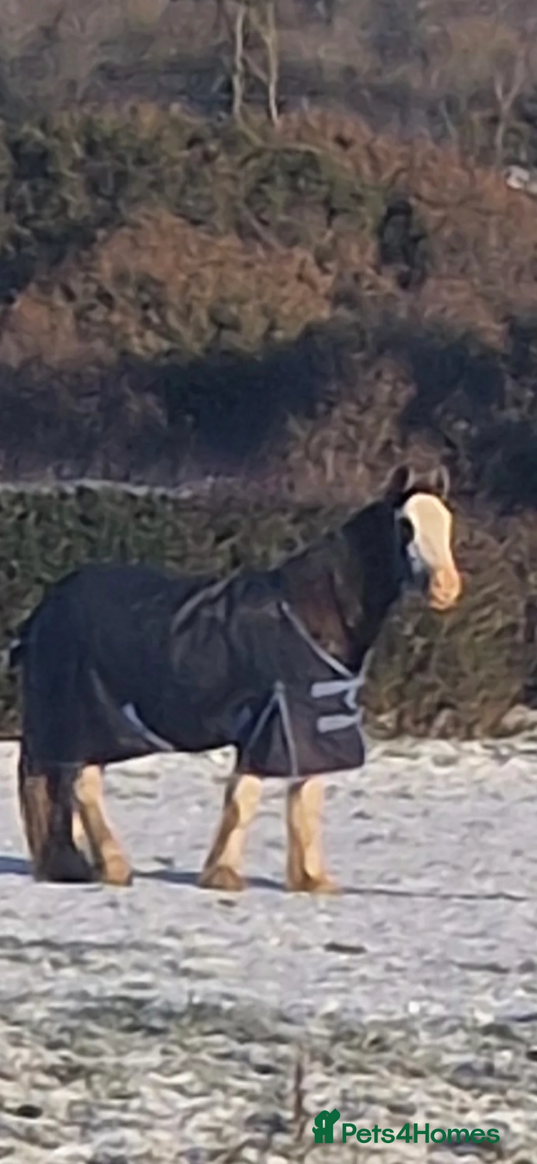 Irish Cob horses for sale: Blue blagdon filly  - Advert 2