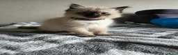Ragdoll cats for sale: Ragdoll kitten  - Advert 2