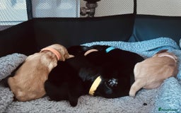 Cocker Spaniel dogs for sale: Cocker spaniel puppies for sale  - Image 1