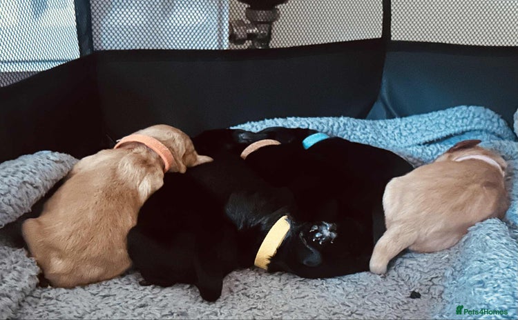 Cocker Spaniel dogs - Advert 4