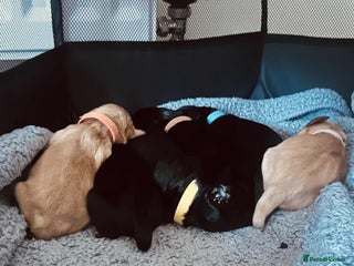 Cocker Spaniel dogs - Advert 25