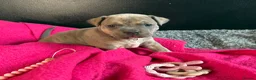 American Bull Staffy dogs for sale: American Bull Staff puppies looking for new homes! in Southampton - Advert 15