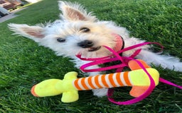 West Highland Terrier dogs for sale:  West Highland White Terrier - Image 2