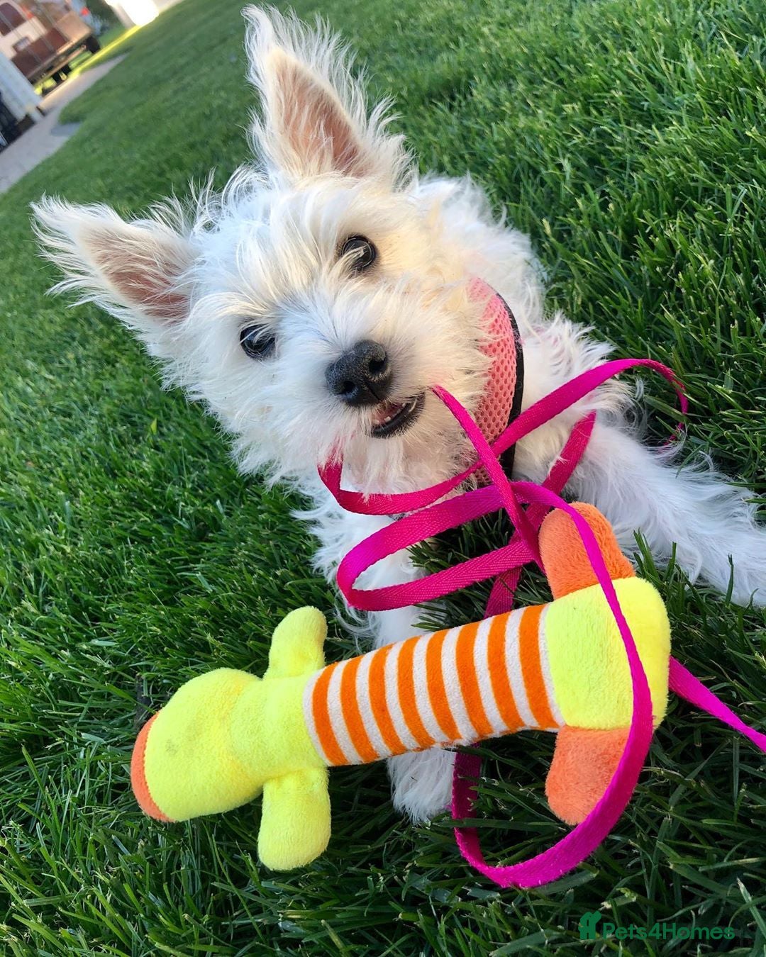 West Highland Terrier dogs for sale:  West Highland White Terrier - Image 2