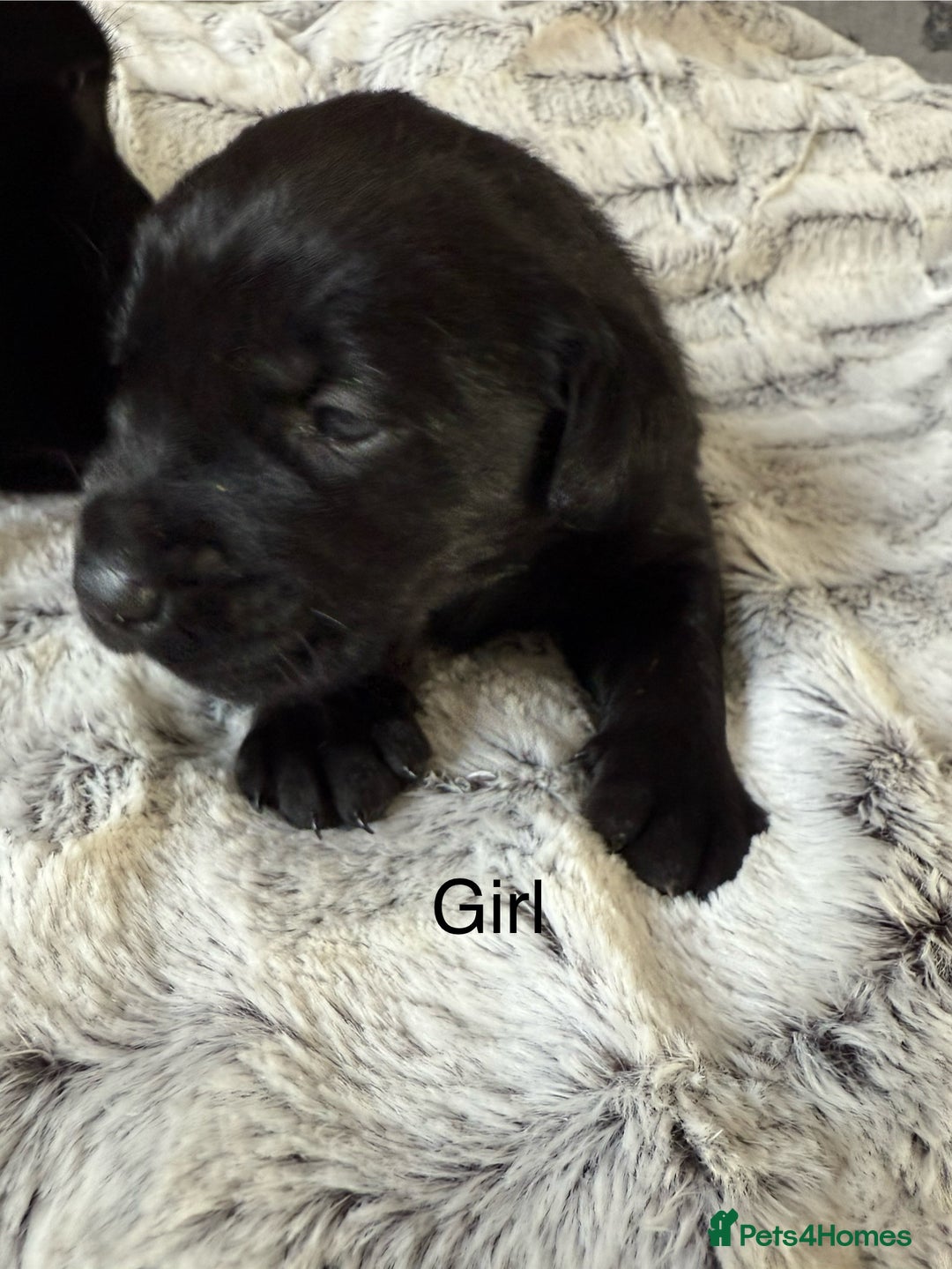 Labrador Retriever dogs for sale: Labrador puppies  - Image 7
