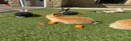 Continental Giant rabbits for sale: CONTINENTAL GIANTS  one female left black & white - Advert 3