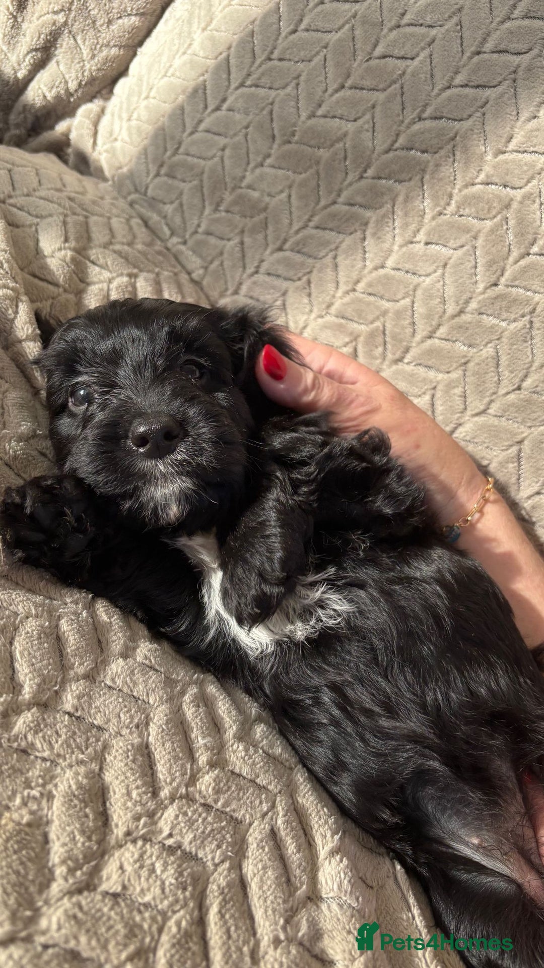 Cockapoo dogs for sale: Adorable Cockapoo puppies  - Advert 11