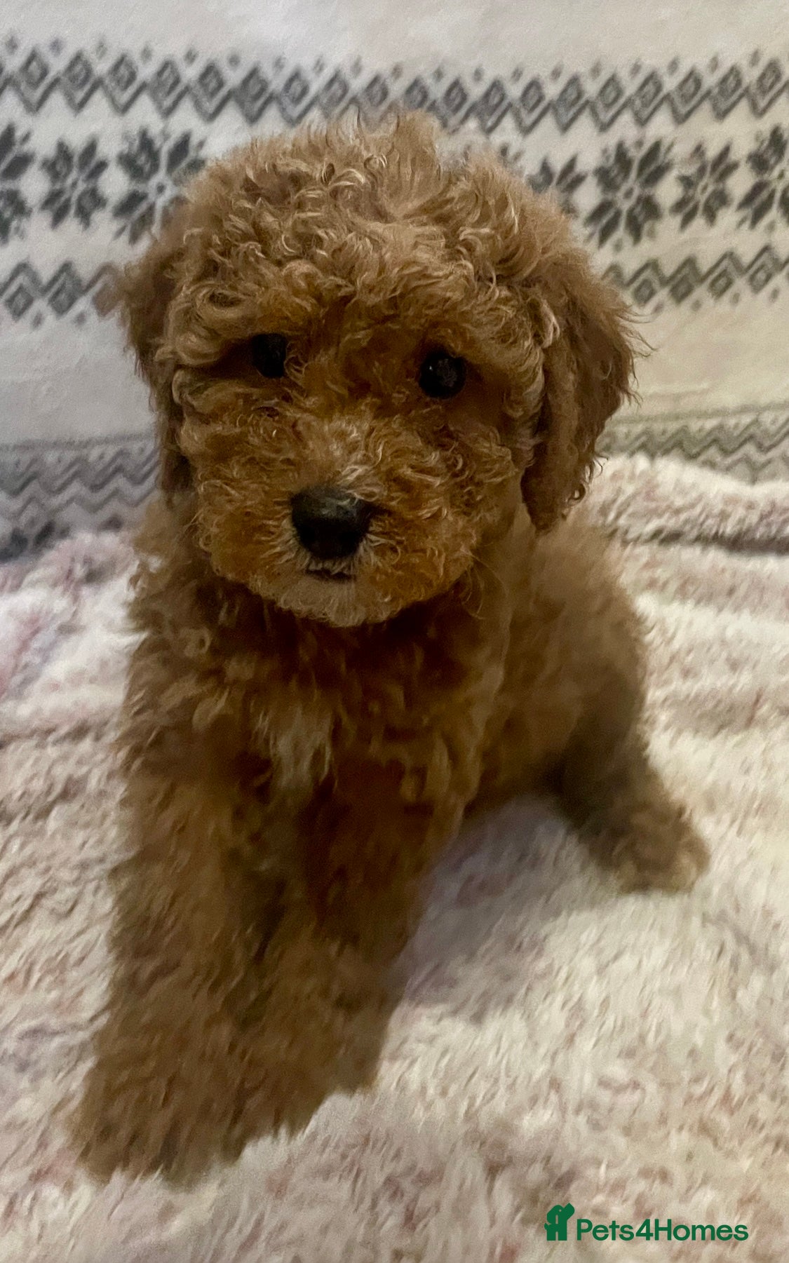 Cavapoo dogs FB2 cavapoo puppies-1 girl available  - Advert 5