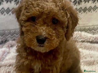 Cavapoo dogs FB2 cavapoo puppies-1 girl available - Advert 5
