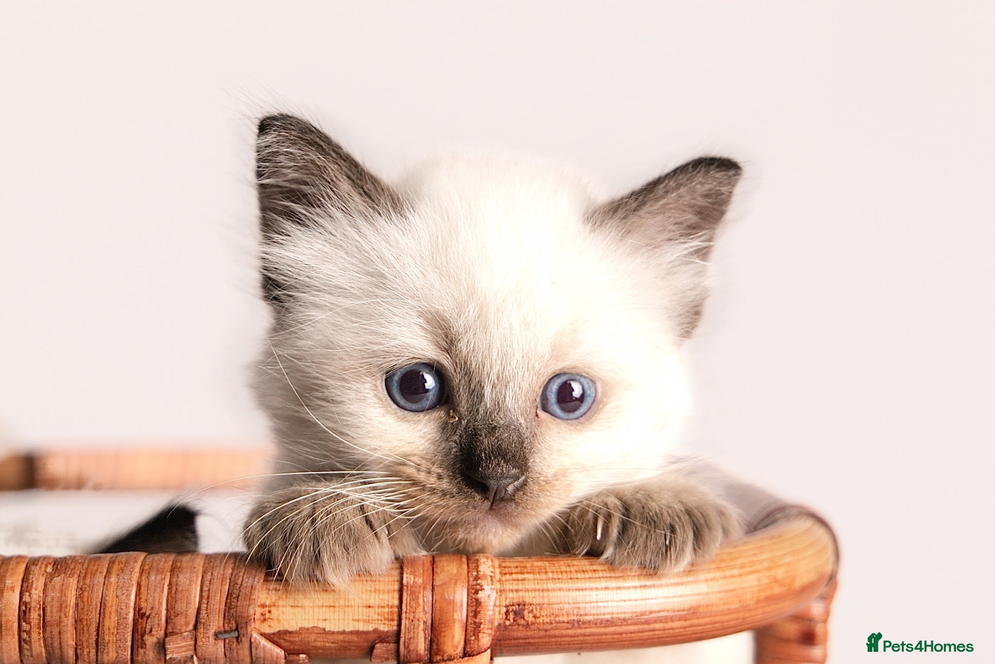 Ragdoll cats Beautiful Pedigree Ragdoll Kittens  - Advert 1