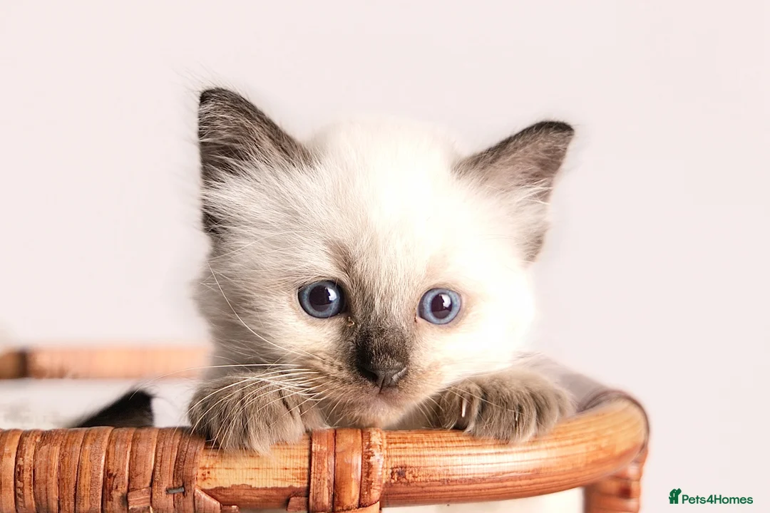 Ragdoll cats for sale: Beautiful Pedigree Ragdoll Kittens  - Advert 1