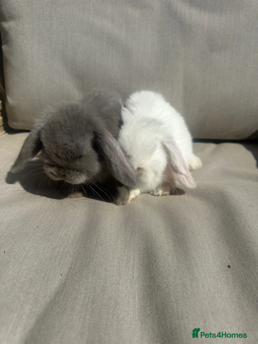 Mini Lop rabbits for sale: 2 mini lop brothers. - Advert 2