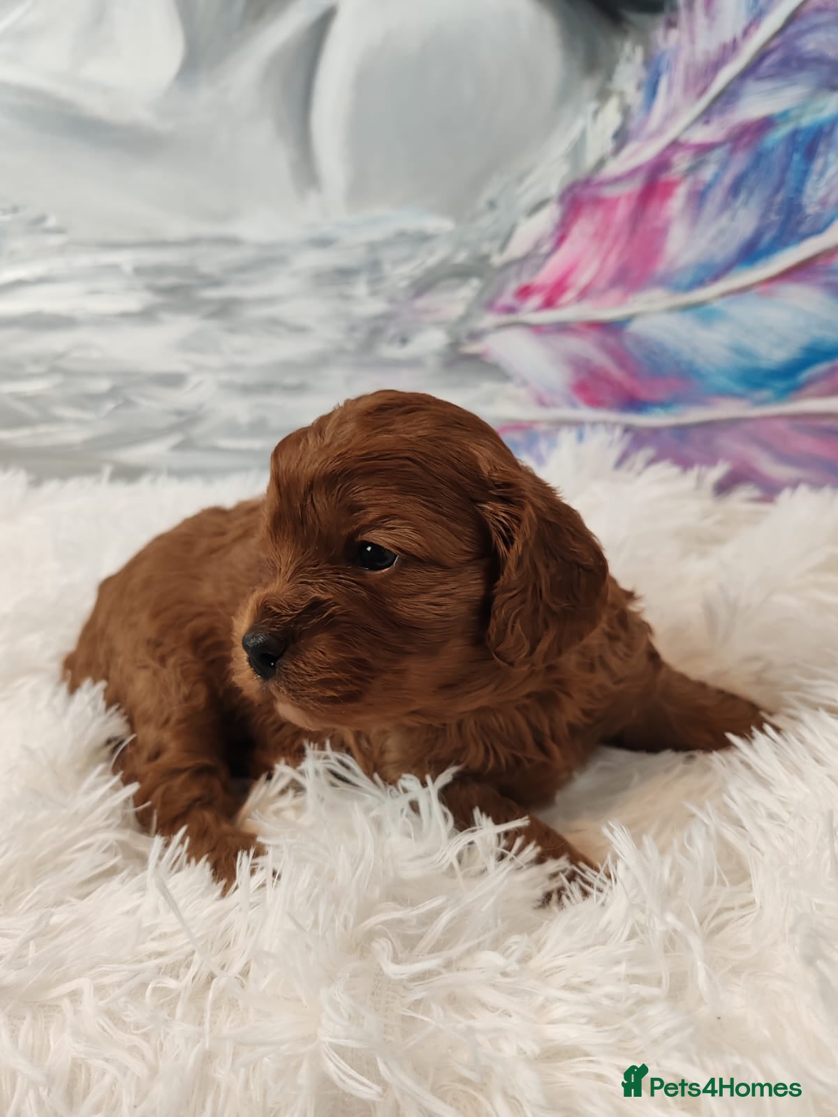 Cavapoo dogs Adorable F1 Cavapoo Puppies for Sale - Advert 9