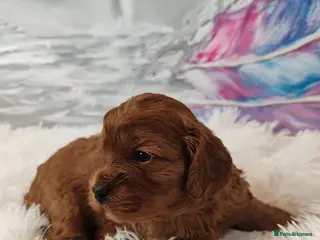 Cavapoo dogs Adorable F1 Cavapoo Puppies for Sale - Advert 9