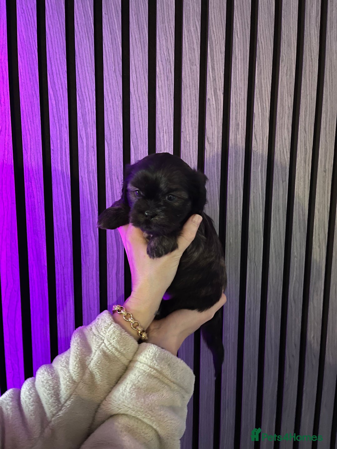 Mixed Breed dogs for sale: Beautiful Shih Tzu X Maltese pups  - Advert 5