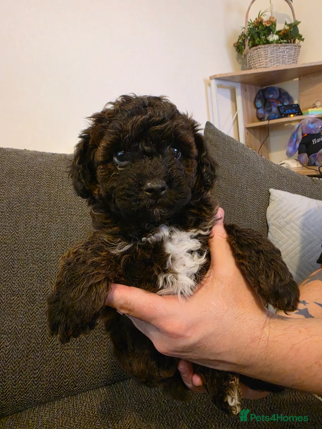 Shihpoo dogs for sale: Male shihpoo puppy - Advert 1