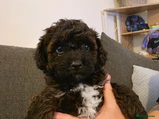 Shihpoo dogs Male shihpoo puppy - Advert 3