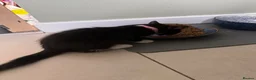 Mixed Breed cats for sale: 5 kittens available now - Advert 7