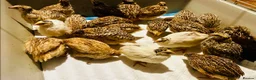 Quail poultry for sale: Point of Lay Jumbo Coturnix Quails - Advert 2