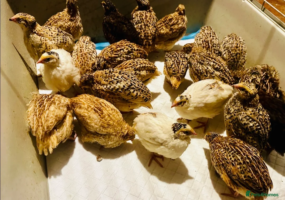 Quail poultry for sale: Point of Lay Jumbo Coturnix Quails - Advert 2