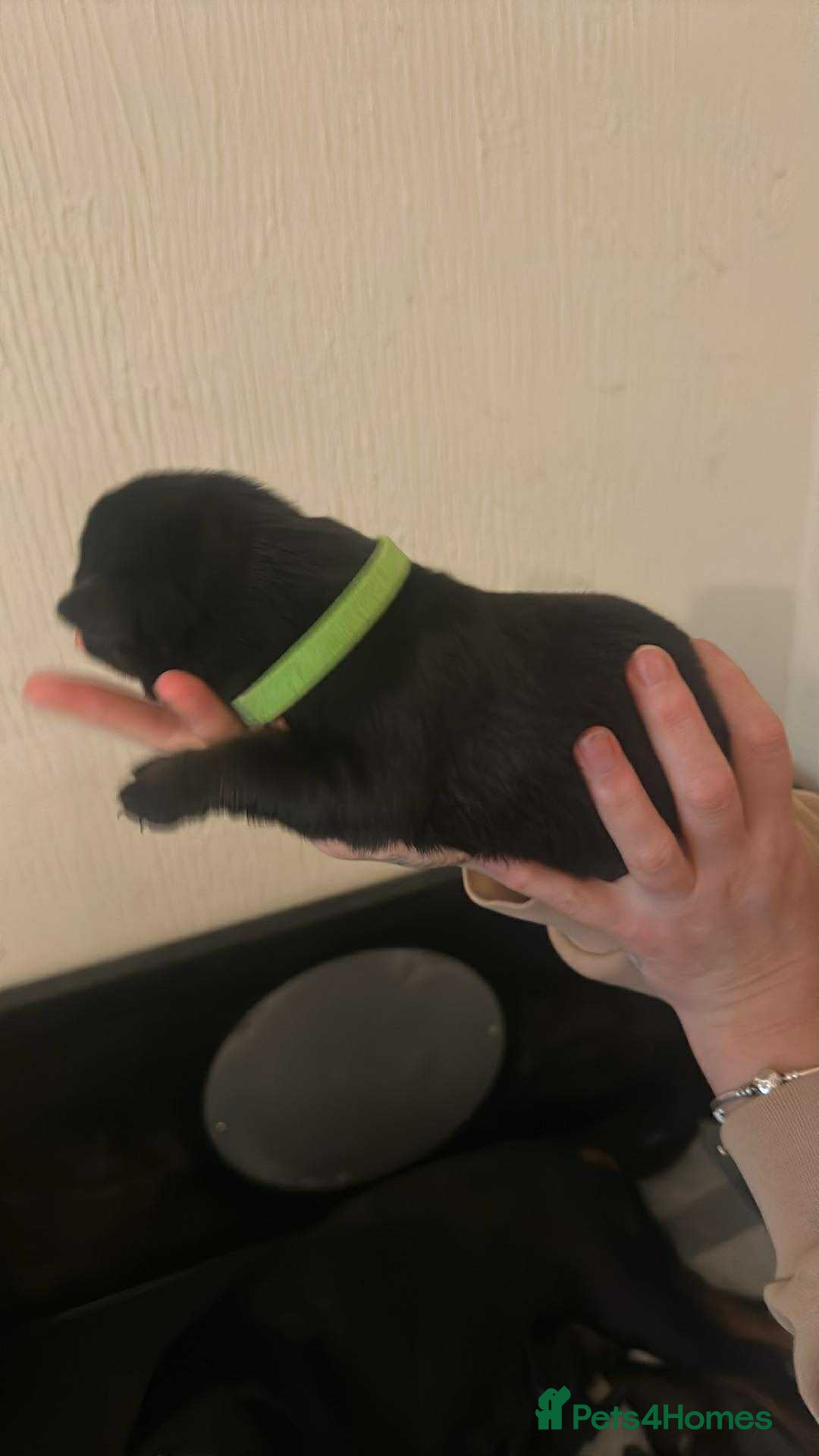 Mixed Breed dogs for sale: Shepweiller Puppies (8/10/25) - Image 7
