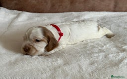 Cocker Spaniel dogs for sale: Extensively Health Tested KC Reg Puppies  - Image 10