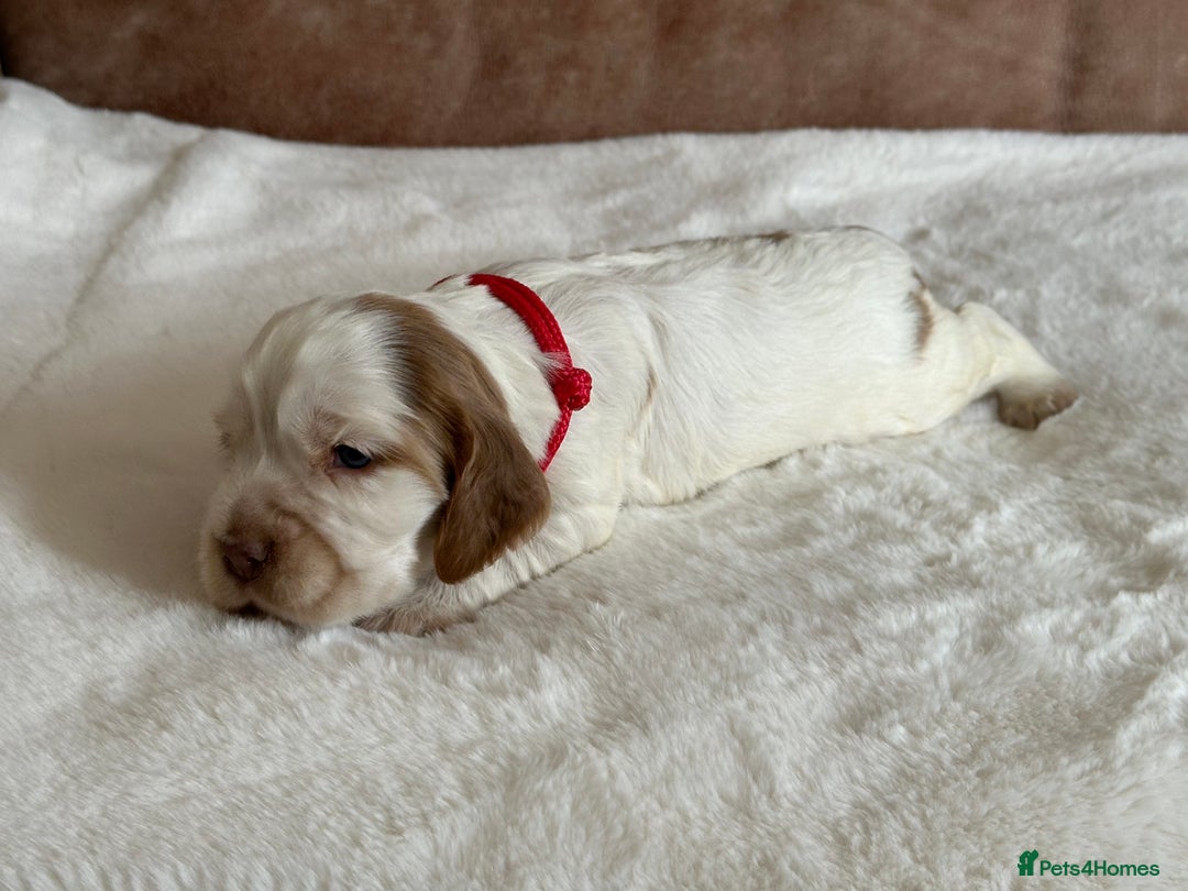 Cocker Spaniel dogs for sale: Extensively Health Tested KC Reg Puppies  - Image 10
